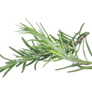 Romarin