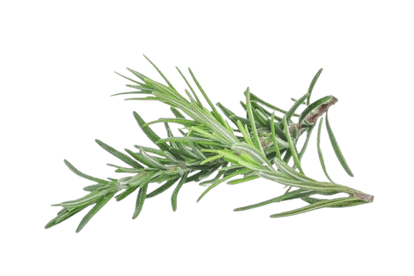 Romarin